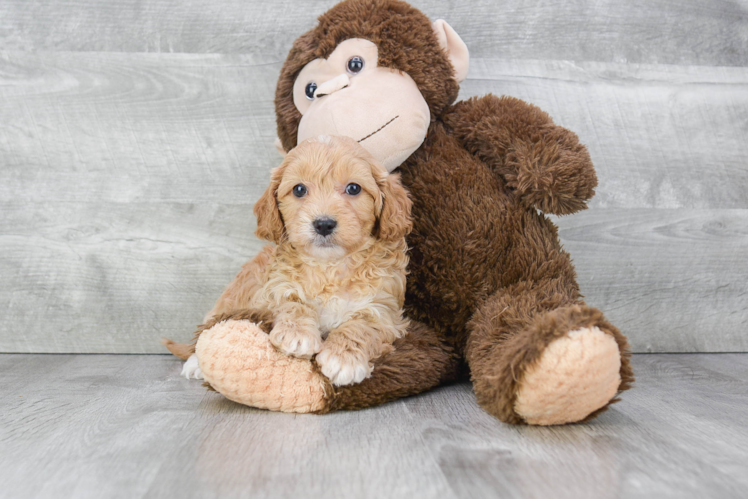 Cavapoo Puppy for Adoption