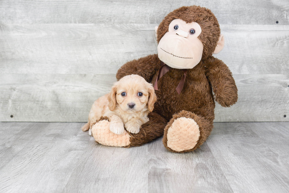 Cavachon Pup Being Cute