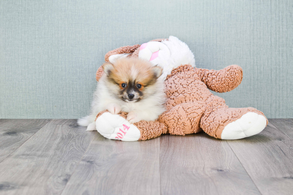 Happy Pomeranian Purebred Puppy