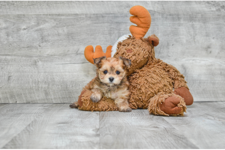 Hypoallergenic Yorkie Designer Puppy