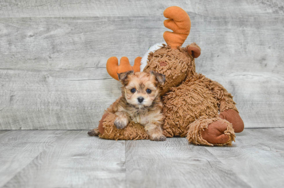 Hypoallergenic Yorkie Designer Puppy