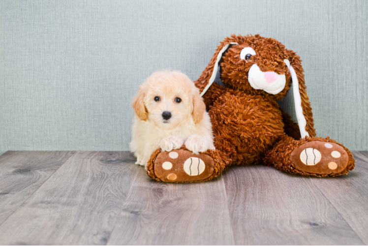 Maltipoo Pup Being Cute