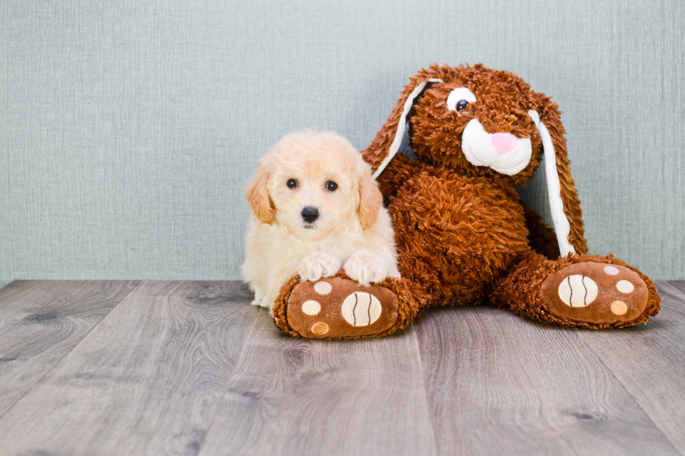 Maltipoo Pup Being Cute