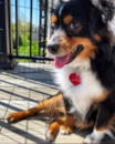  Puppy For Sale - Premier Pups