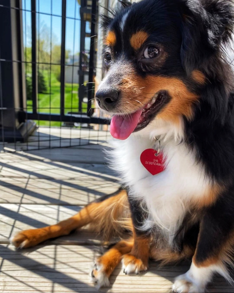 Hypoallergenic Mini Aussie Pup