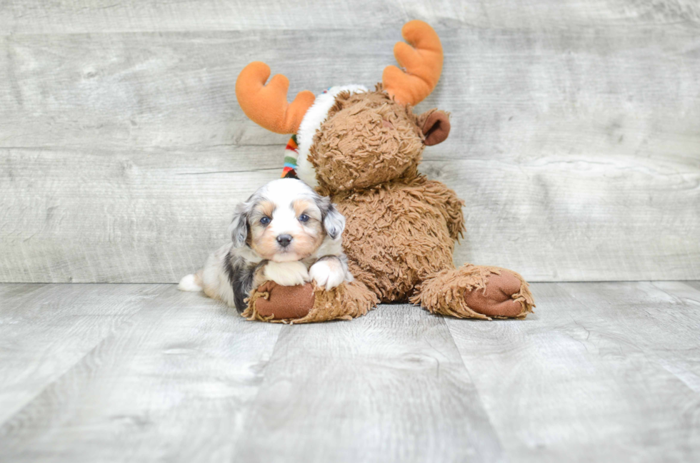 Best Mini Aussiedoodle Baby