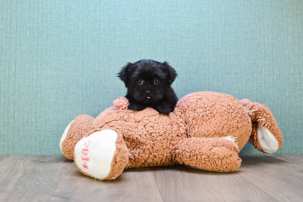 Small Morkie Baby