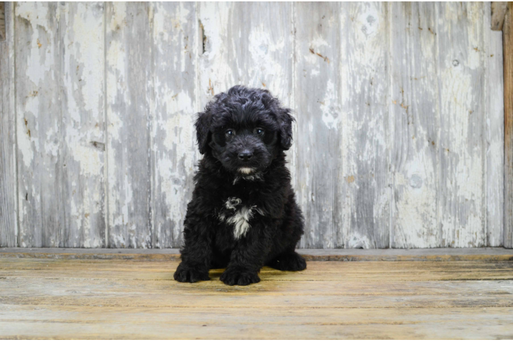 Mini Bernedoodle Pup Being Cute