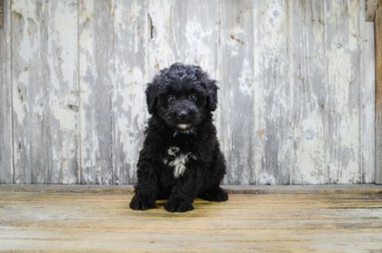 Mini Bernedoodle Pup Being Cute