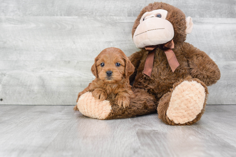 Sweet Cockapoo Baby