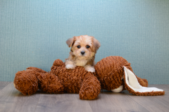 Morkie Puppy for Adoption