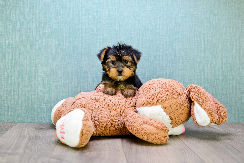 Meet Rebecca - our Yorkshire Terrier Puppy Photo 