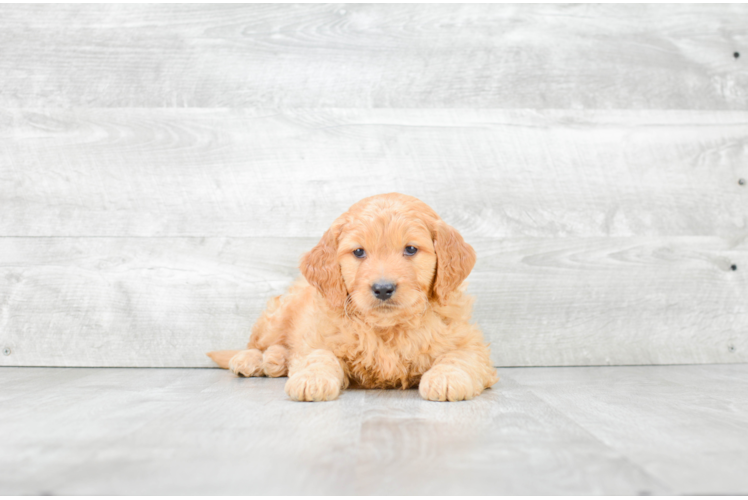 Mini Goldendoodle Pup Being Cute