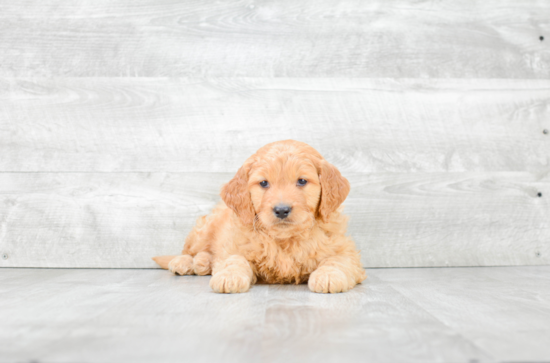 Mini Goldendoodle Pup Being Cute