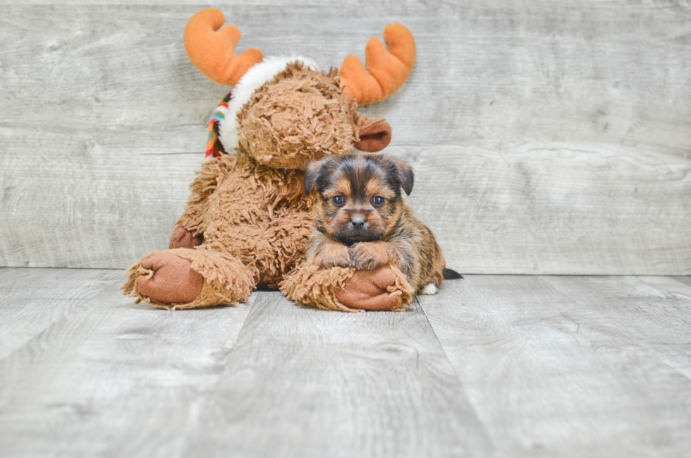 Shorkie Pup Being Cute