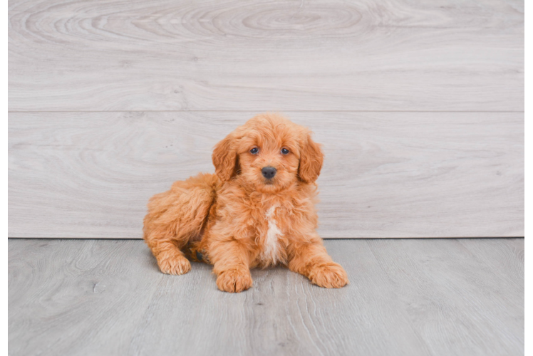 Mini Goldendoodle Pup Being Cute