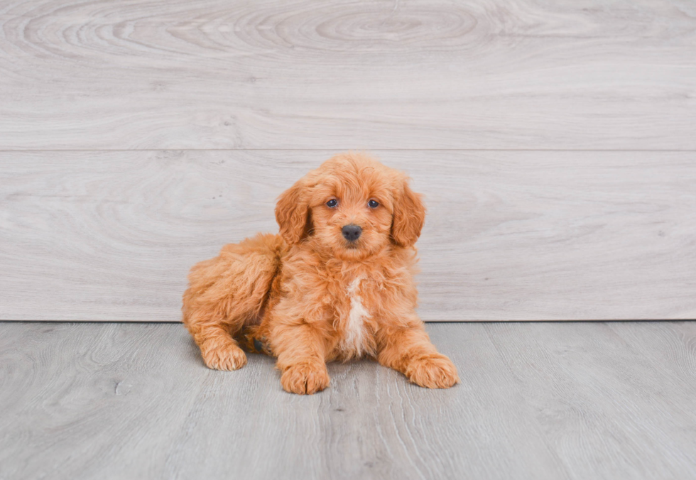 Mini Goldendoodle Pup Being Cute