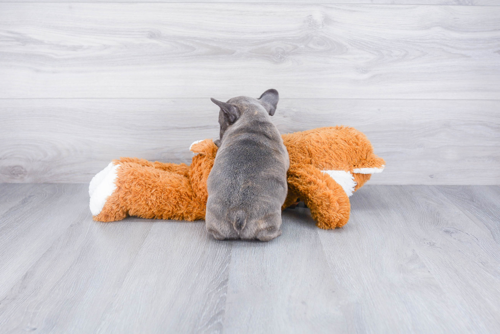 French Bulldog Pup Being Cute