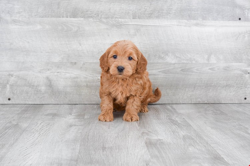 Petite Mini Goldendoodle Poodle Mix Pup