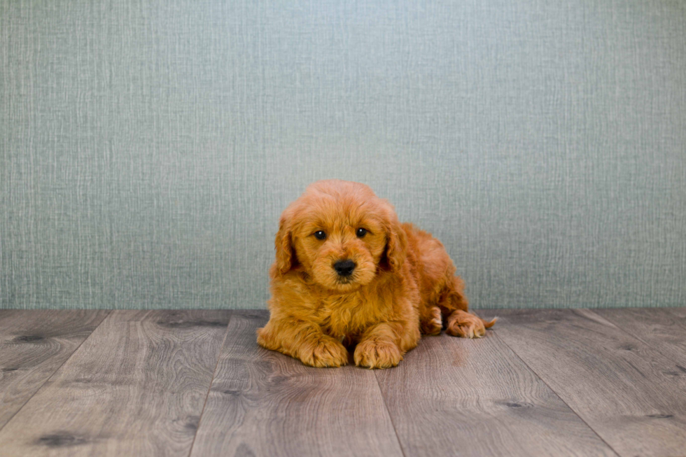 Best Mini Goldendoodle Baby