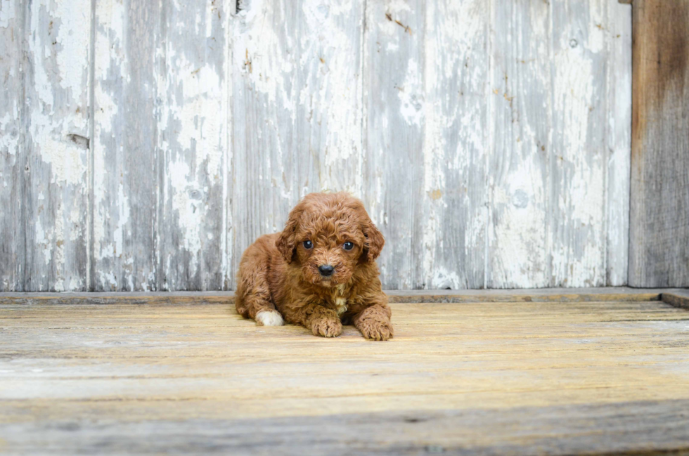 Popular Mini Goldendoodle Poodle Mix Pup