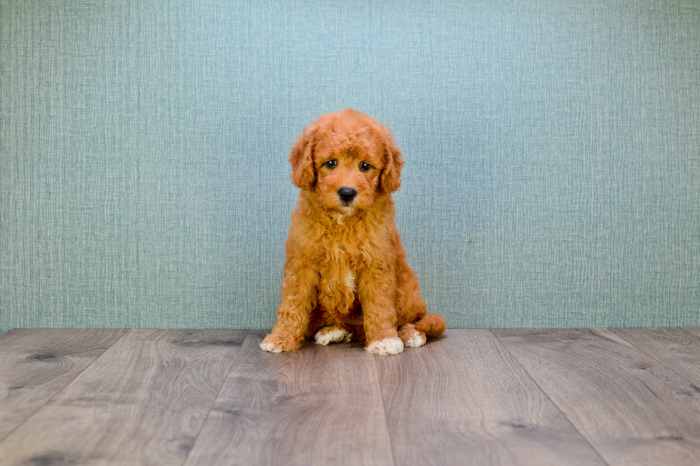 Cute Mini Goldendoodle Baby