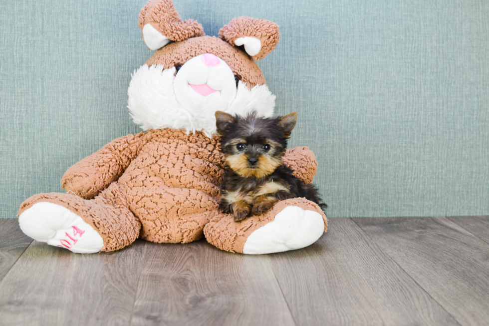 Meet Twinkle - our Yorkshire Terrier Puppy Photo 