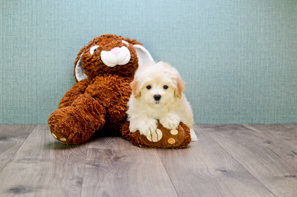 Maltipoo Puppy for Adoption