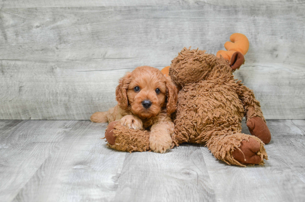 Fluffy Cavapoo Poodle Mix Pup