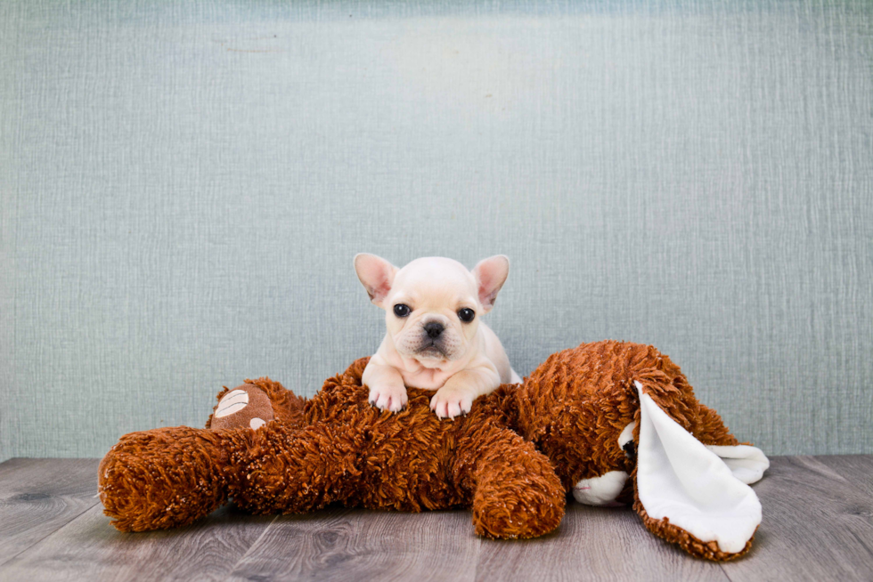 French Bulldog Puppy for Adoption