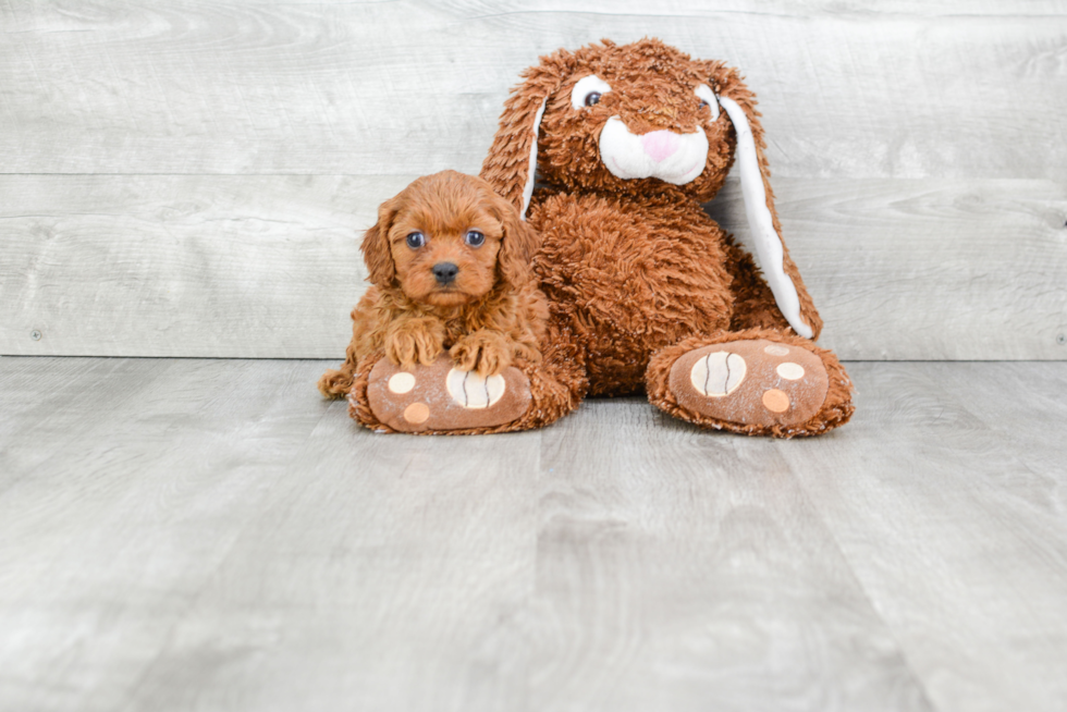 Best Cavapoo Baby