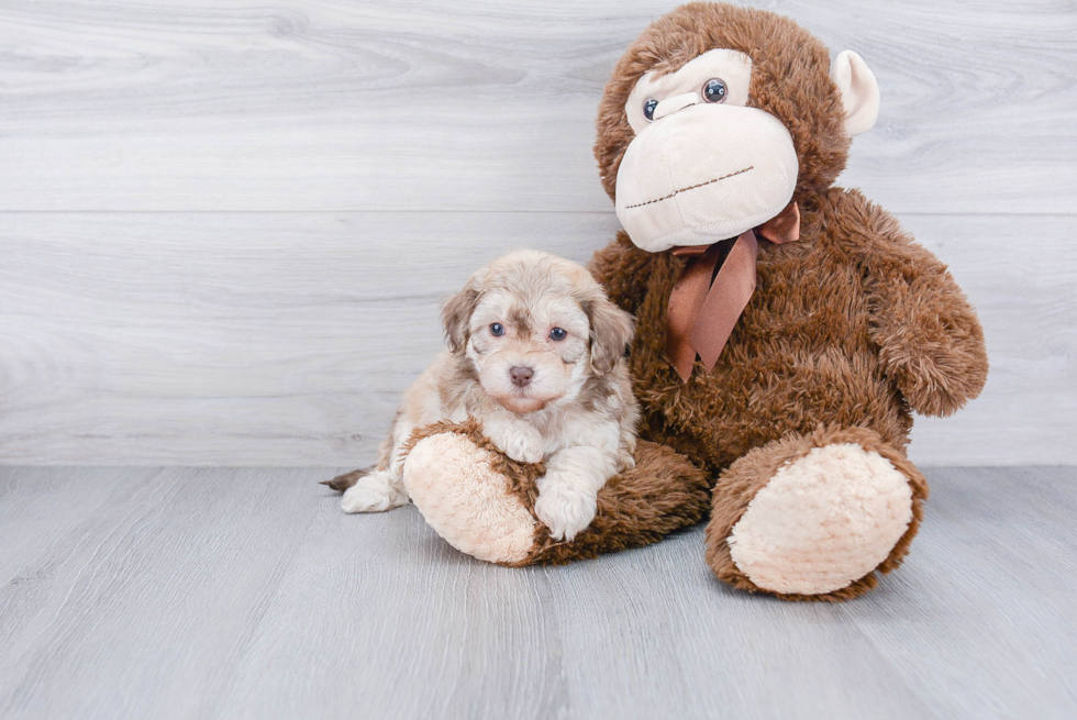 Best Maltipoo Baby