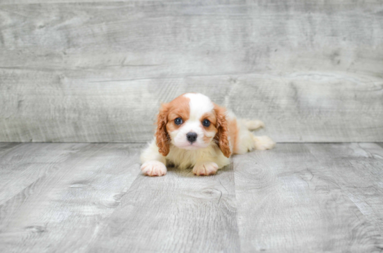 Popular Cavalier King Charles Spaniel Purebred Pup