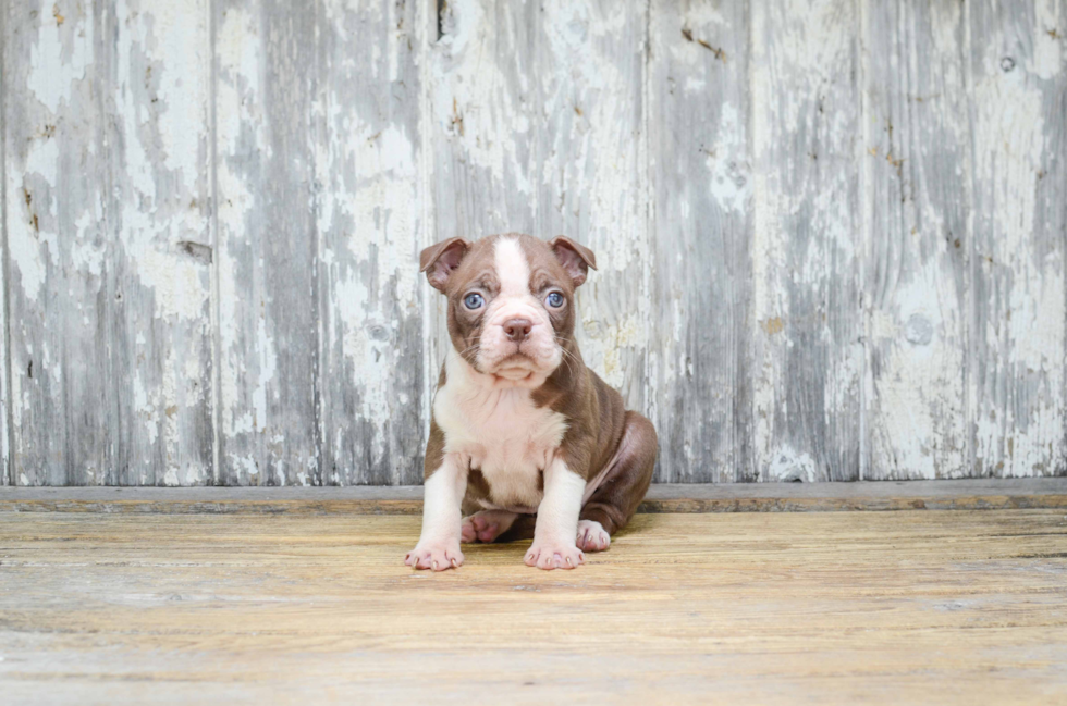 Hypoallergenic Boston Terrier Baby