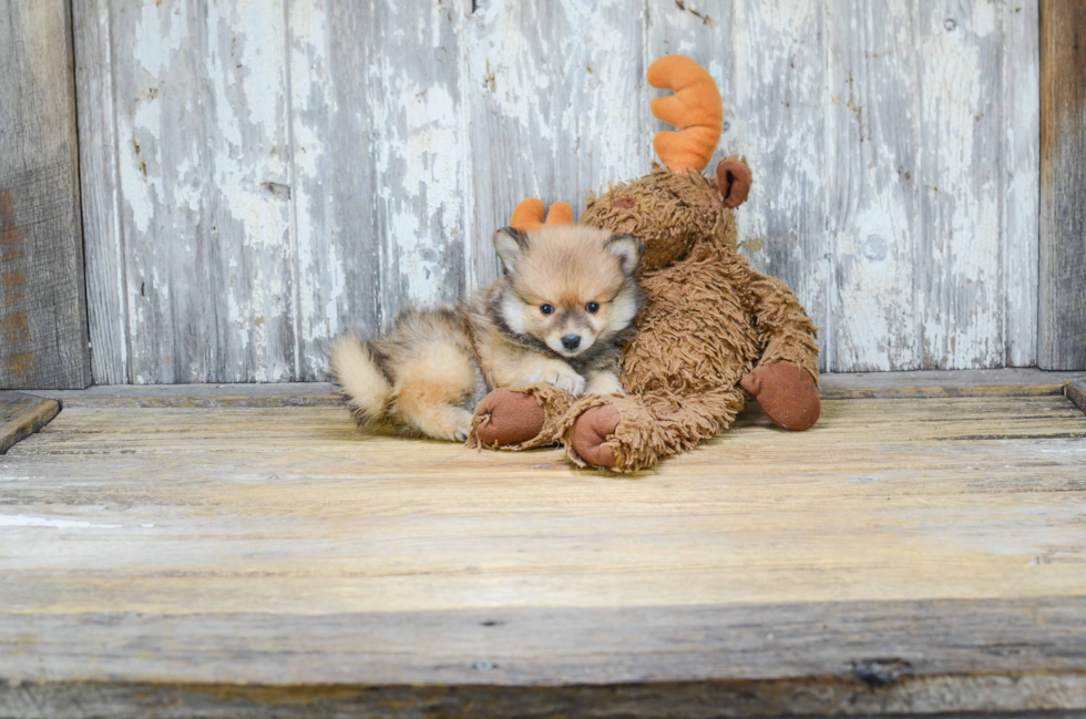 Akc Registered Pomeranian Baby