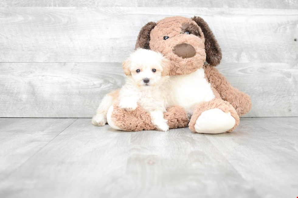 Maltipoo Pup Being Cute