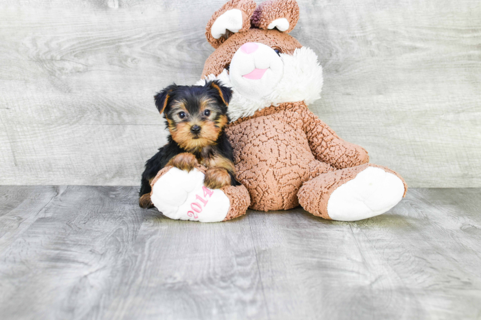 Meet Avery - our Yorkshire Terrier Puppy Photo 