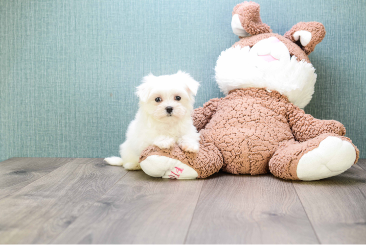 Energetic Maltese Purebred Puppy