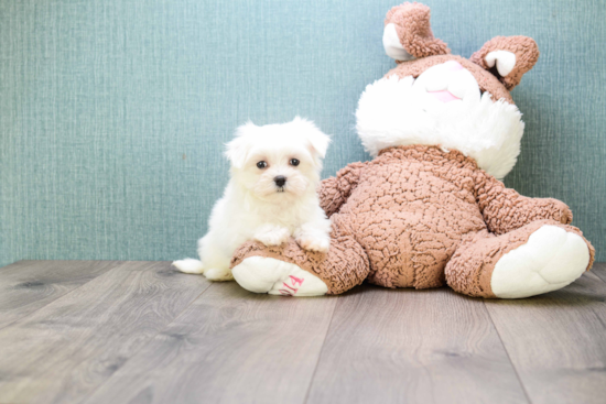 Energetic Maltese Purebred Puppy