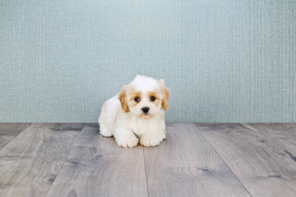 Happy Cavachon Baby