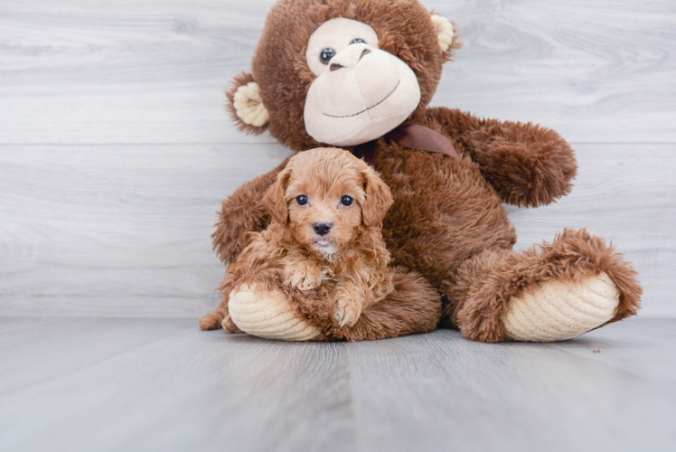 Small Cavapoo Baby