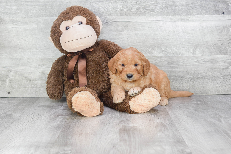 Best Mini Goldendoodle Baby