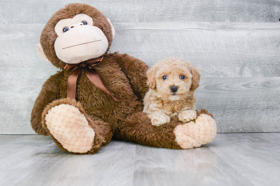 Funny Maltipoo Poodle Mix Pup