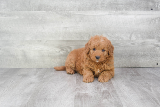 Sweet Mini Goldendoodle Baby