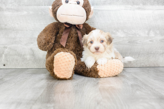 Popular Havanese Purebred Pup