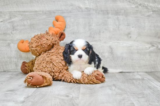 Playful Cavalier King Charles Spaniel Purebred Pup