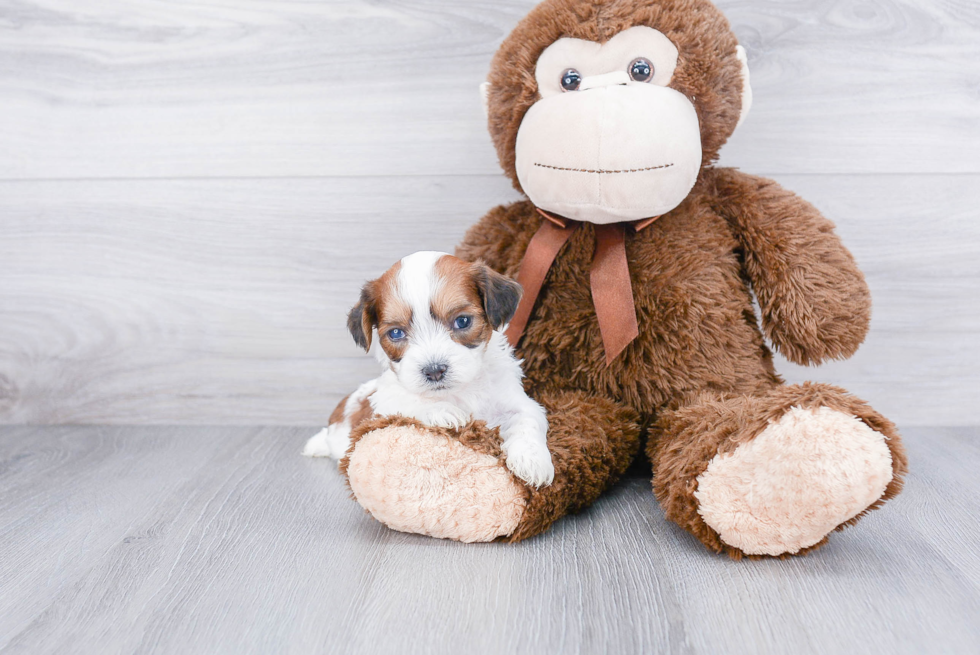 Popular Teddy Bear Designer Pup