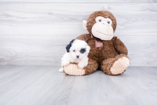 Energetic Shichon Designer Puppy