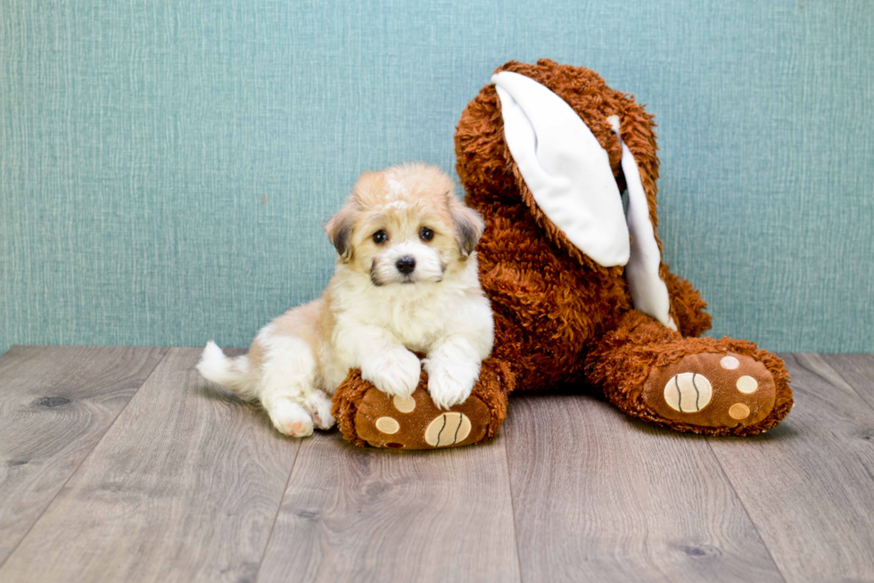 Havanese Pup Being Cute