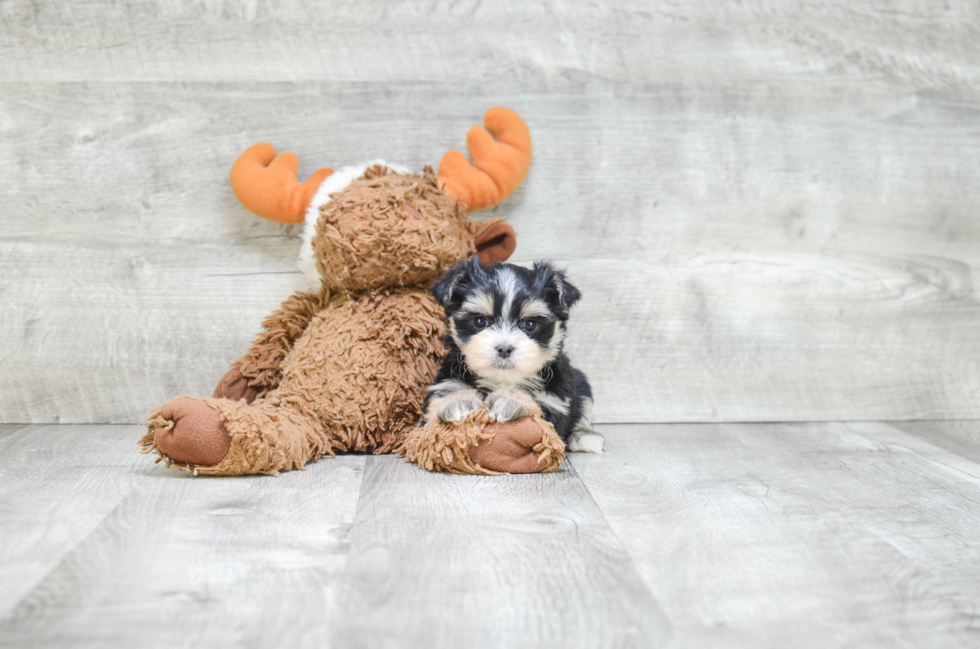 Hypoallergenic Yorkie Designer Puppy